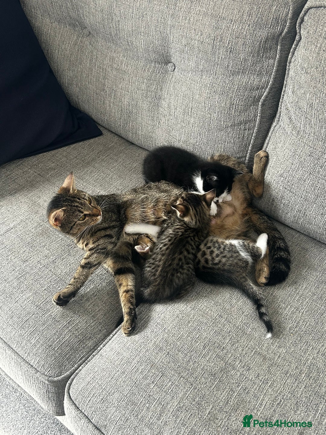 Mixed Breed cats for sale: 2 beautiful tabby girls and 1 Black & white Boy - Image 14