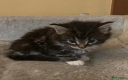Maine Coon cats for sale: Maine coon kittens  - Image 27