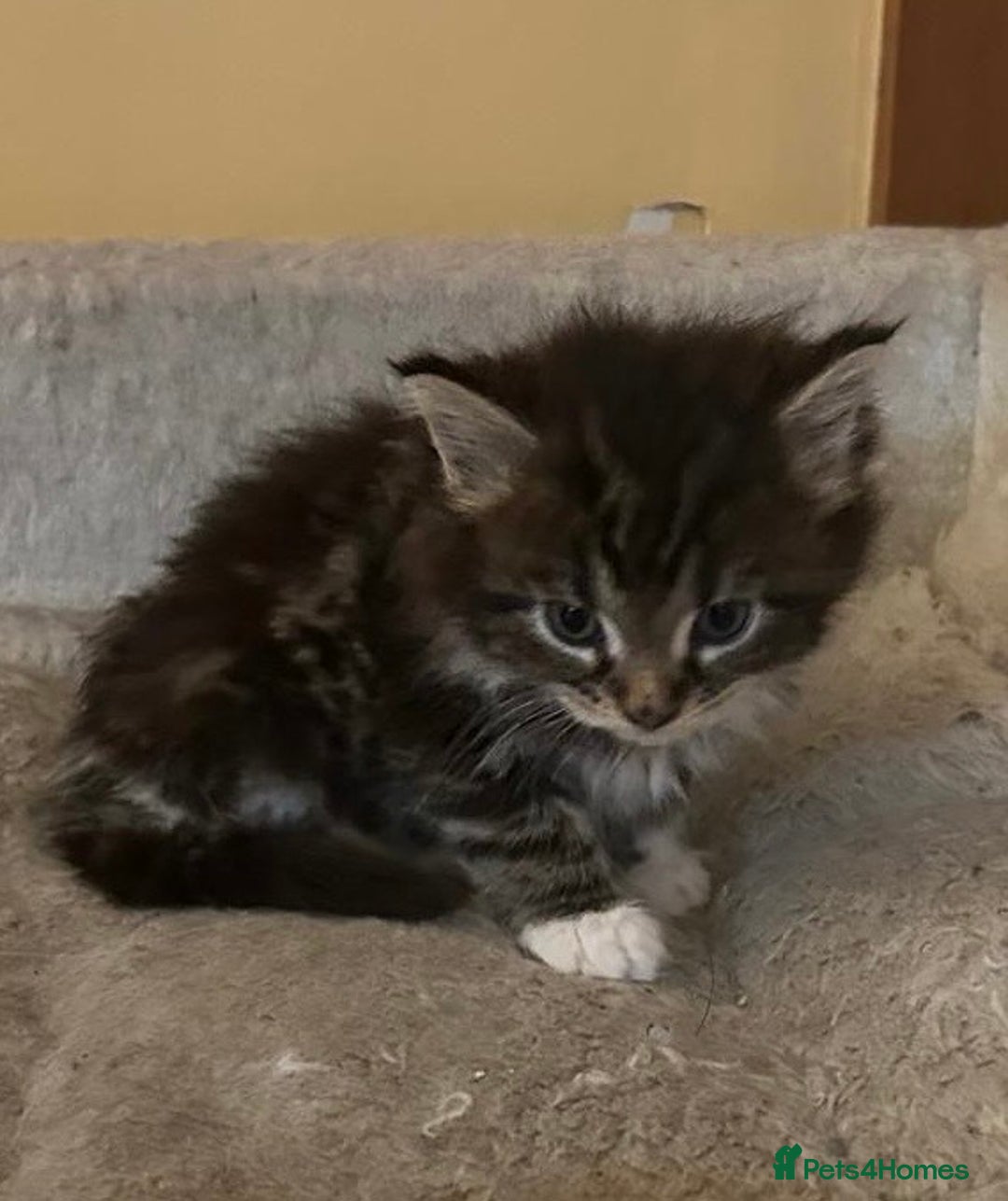 Maine Coon cats for sale: Maine coon kittens  - Image 27