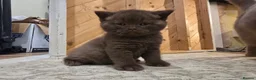 British Shorthair cats for sale: 🥰 GCCF redgisted Rare chunky chocolate kittens♥️  - Advert 8
