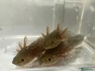 Axolotl reptiles Wildtype baby axolotls - Advert 14