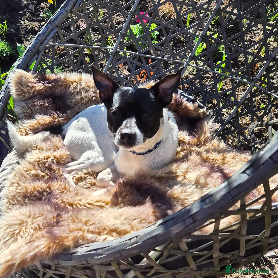 Jack Chi dogs for stud: Chihuahua x Jack Russell For Stud - Advert 7