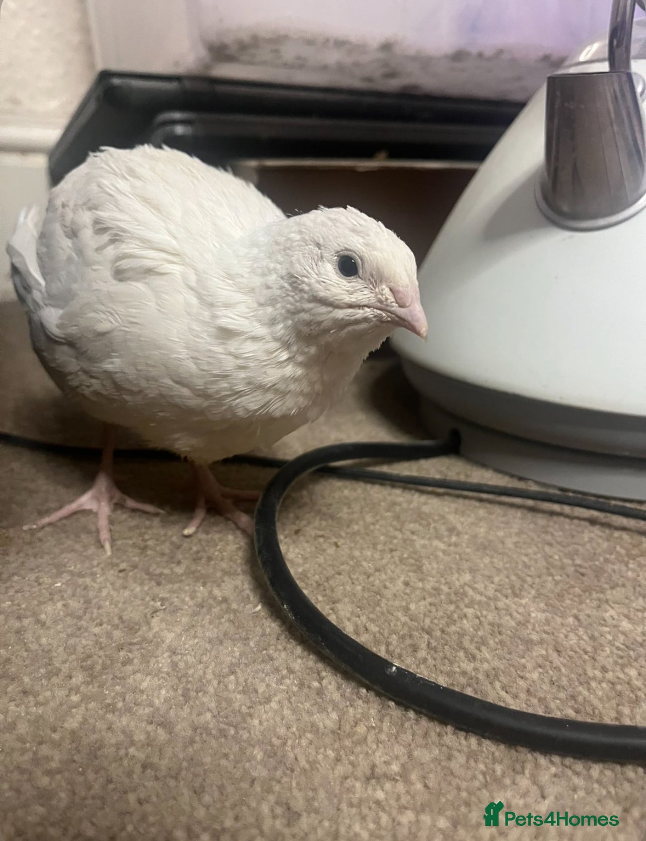 Quail poultry 3 English White Coturnix Quail Looking For Home in Porth - Advert 1