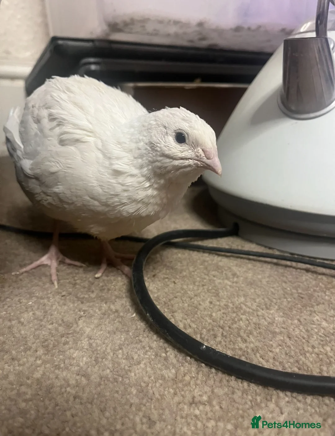 Quail poultry for sale: 3 English White Coturnix Quail Looking For Home in Porth - Advert 1