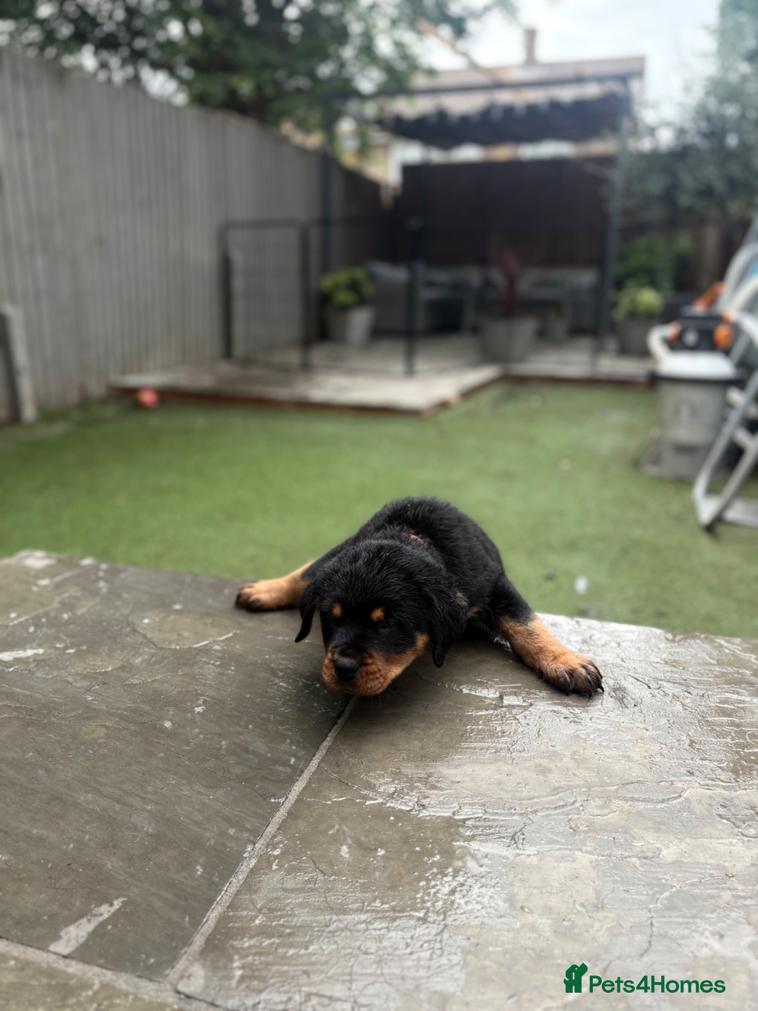 Rottweiler dogs ⭐️4 Rottweiler Boys For Sale ⭐️ - Advert 2