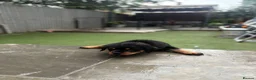 Rottweiler dogs for sale: ⭐️4 Rottweiler Boys For Sale ⭐️ - Advert 2
