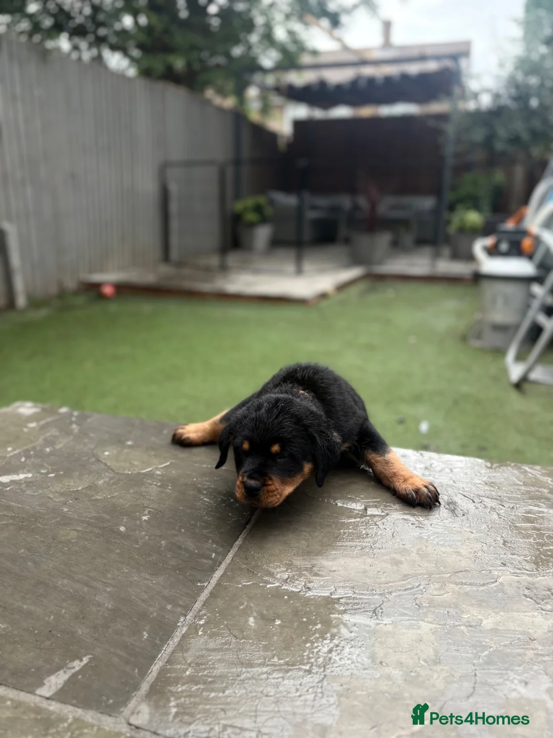 Rottweiler dogs for sale: ⭐️4 Rottweiler Boys For Sale ⭐️ - Advert 2