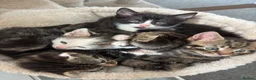 Domestic Shorthair cats for sale: 5 kittens looking for their new homes - Advert 3