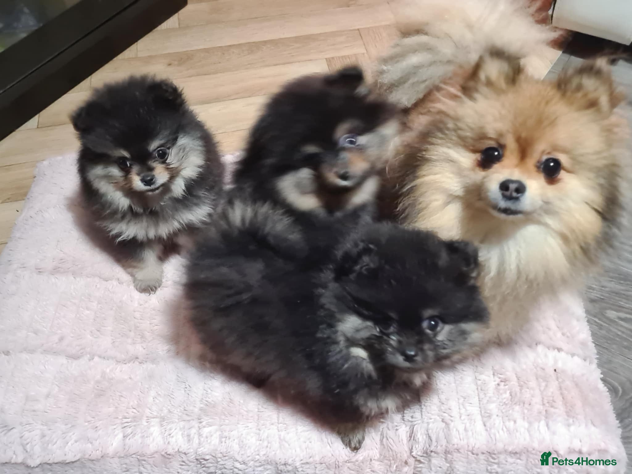 Pomeranian dogs 2 left:🐶Sweet Chocolate-black Pom Puppies. - Advert 3