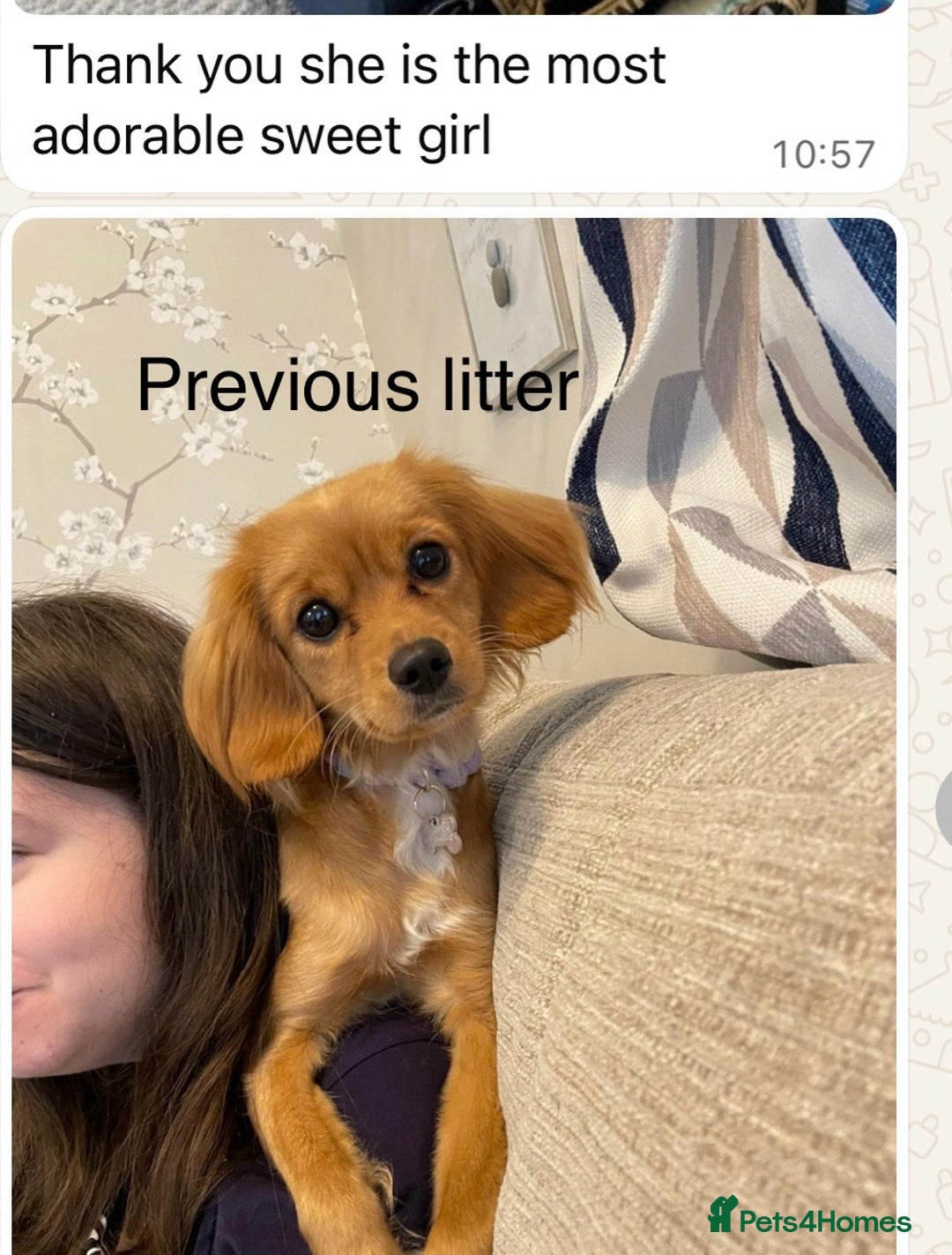 Cavapoo dogs for sale: Six cavapoo puppies F2( d.o.b. 23.10.2025) - Advert 13