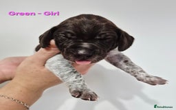 German Shorthaired Pointer dogs for sale: German Shorthaired Pointer/Irish Setter-Poinsetter - Image 11