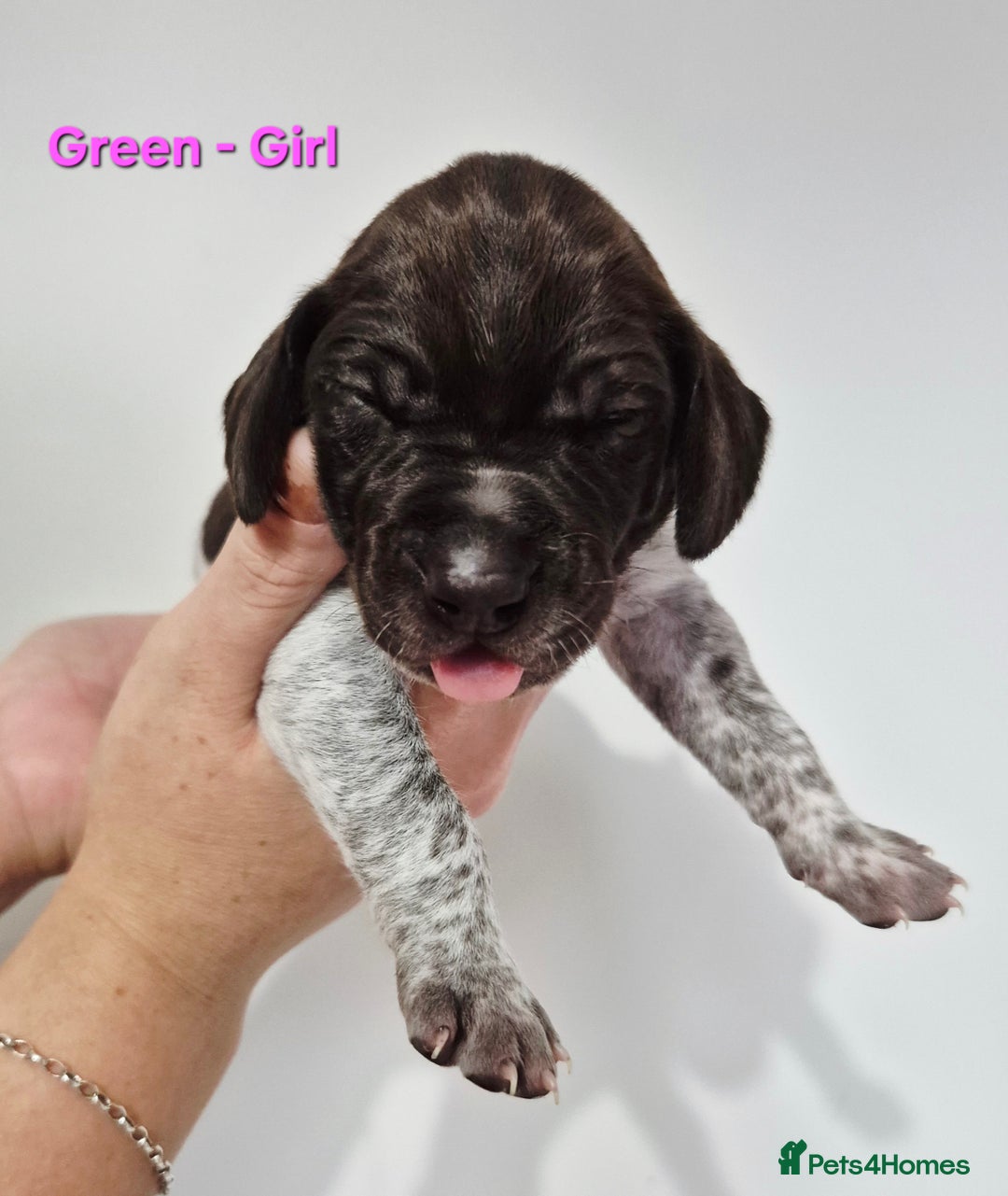 German Shorthaired Pointer dogs for sale: German Shorthaired Pointer/Irish Setter-Poinsetter - Image 11