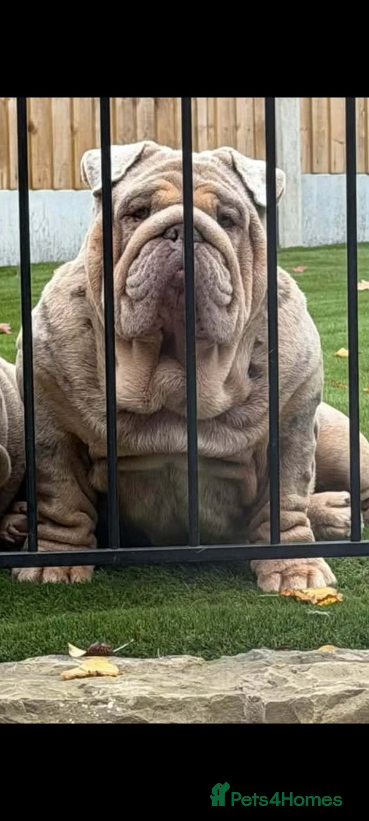 English bulldog