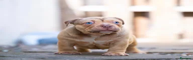 American Bully 5