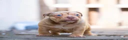 American Bully dogs for sale: American Pocket Bully’s  - Advert 5