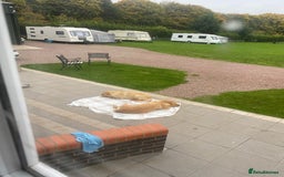 Labrador Retriever dogs for sale: Fox Red Labrador Retriever Male - Image 6