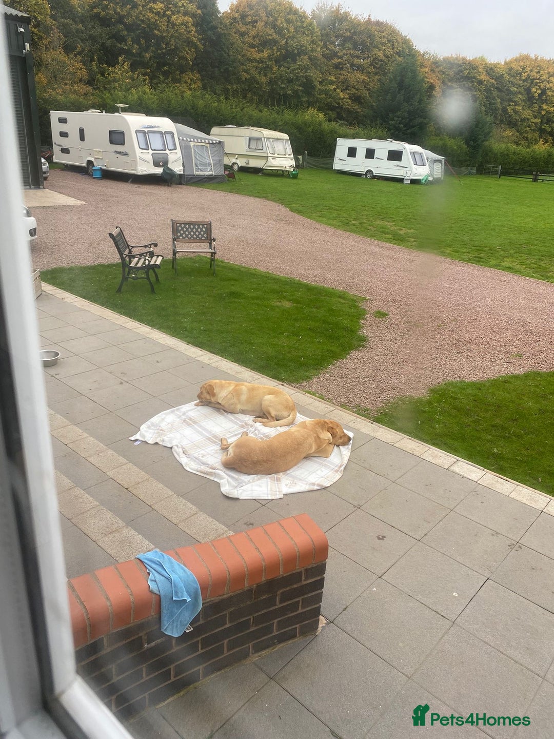 Labrador Retriever dogs for sale: Fox Red Labrador Retriever Male - Image 6