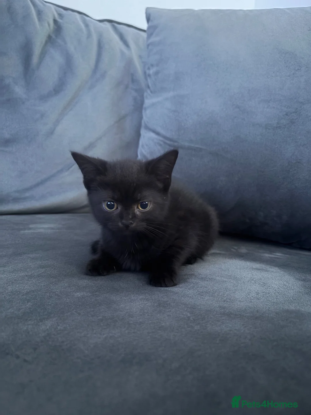 British Shorthair cats for sale: British shorthair cross kittens - Advert 6