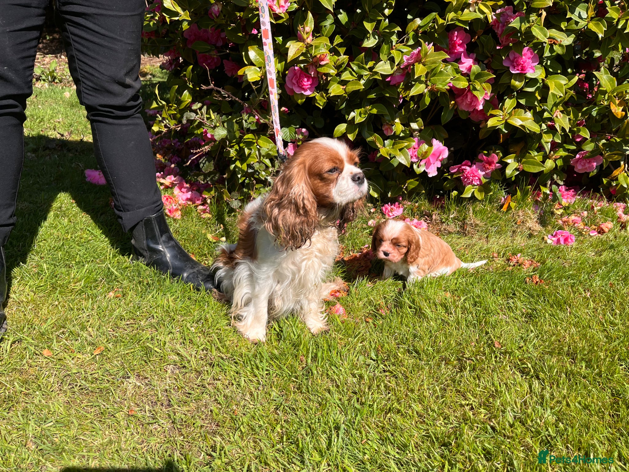Cavalier King Charles Spaniel dogs KC reg Cavalier King Charles Spaniel Puppy  - Advert 1