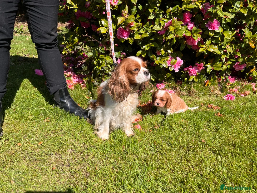 Cavalier King Charles Spaniel dogs for sale: KC reg Cavalier King Charles Spaniel Puppy  - Advert 1