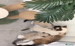 Ragdoll cats for sale: Last 2 Active boys, Champion blood - Image 11