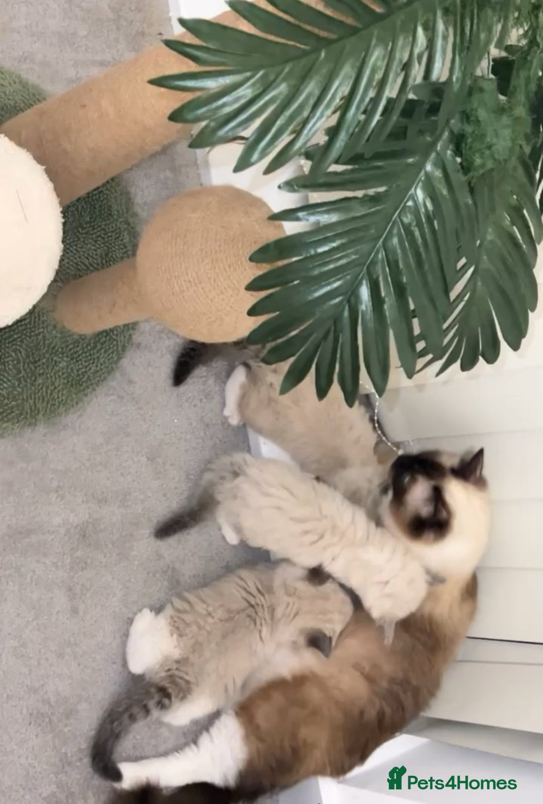 Ragdoll cats for sale: Last 2 Active boys, Champion blood - Image 11