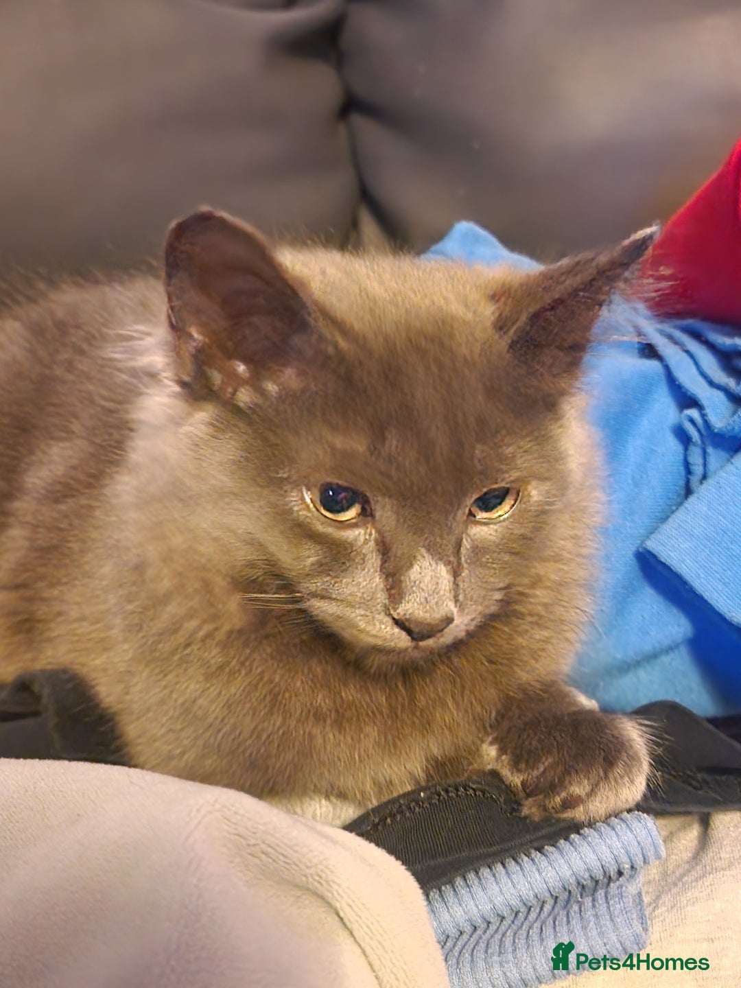 Mixed Breed cats for sale: Blue semi long hair - Image 4
