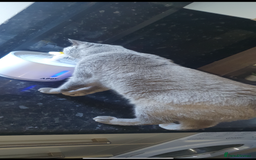 British Shorthair cats for sale: British shorthair  - Image 5