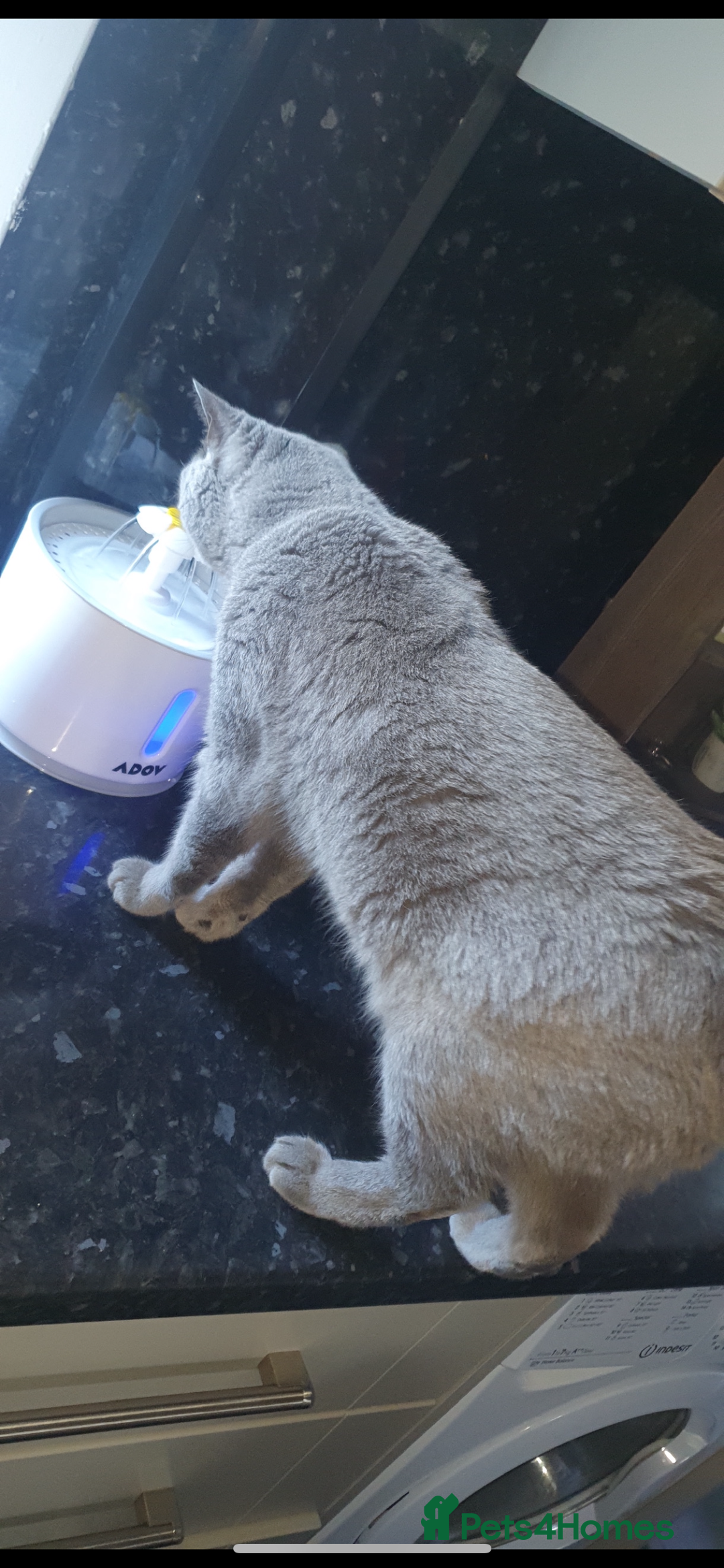 British Shorthair cats for sale: British shorthair  - Image 5