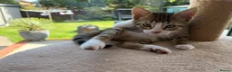 Mixed Breed cats for sale: Mixed breed with bengal in Eastleigh - Advert 9