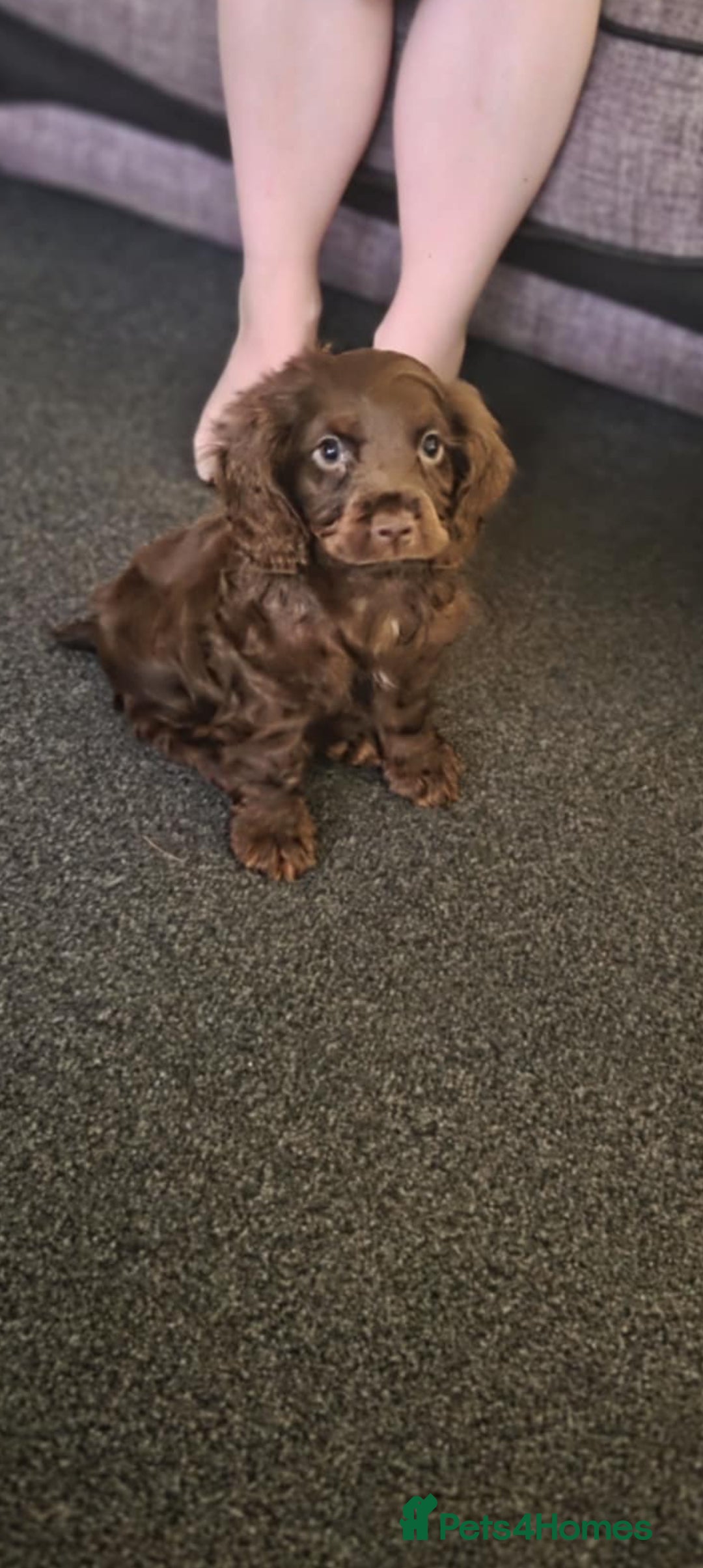 Cocker Spaniel dogs for sale: Tanned Cockerspaniel female - Image 3