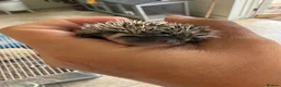 Pygmy Hedgehog rodents for sale: *last few left* African Pygmy hedgehog  - Advert 7