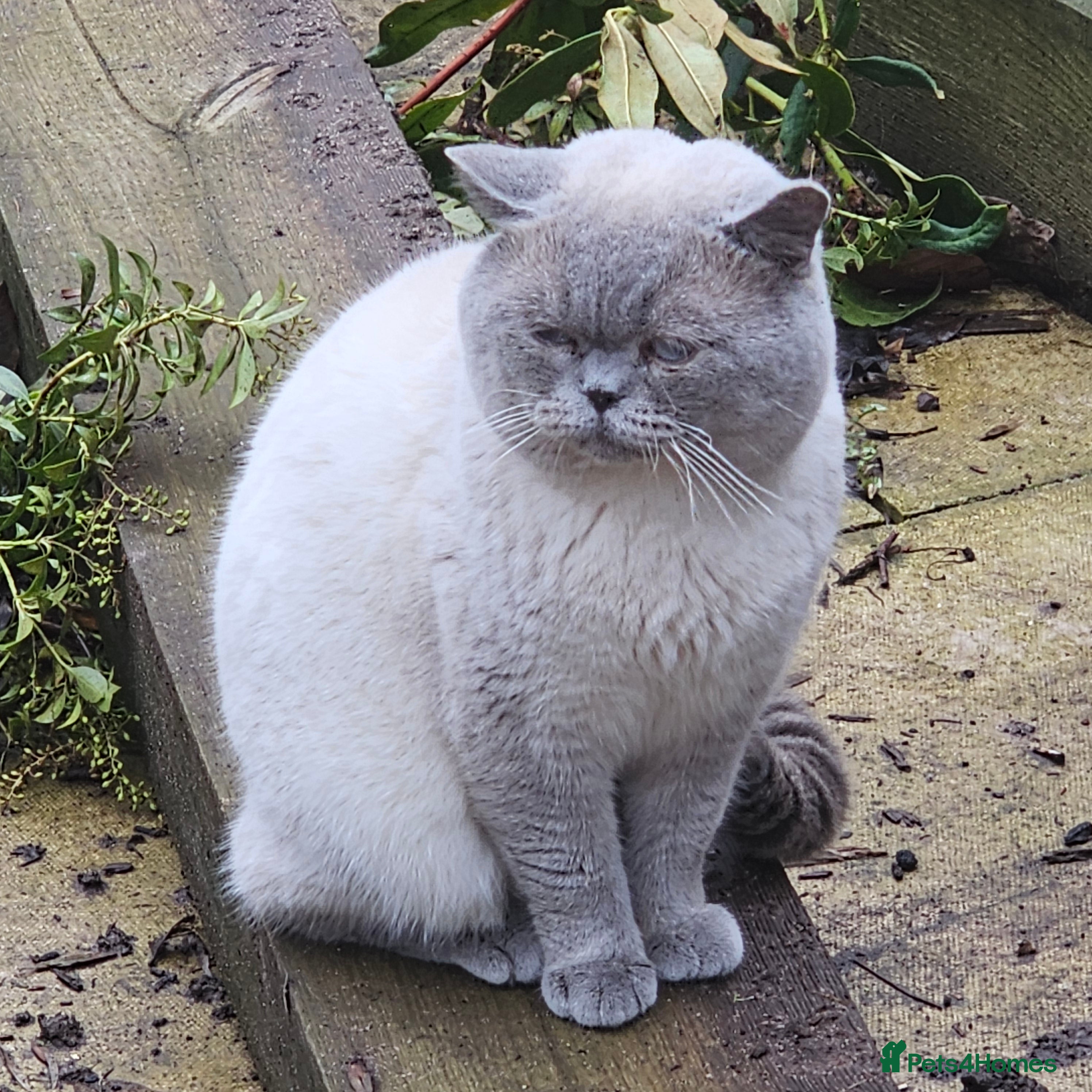 British Shorthair cats Gccf Active male - Advert 1