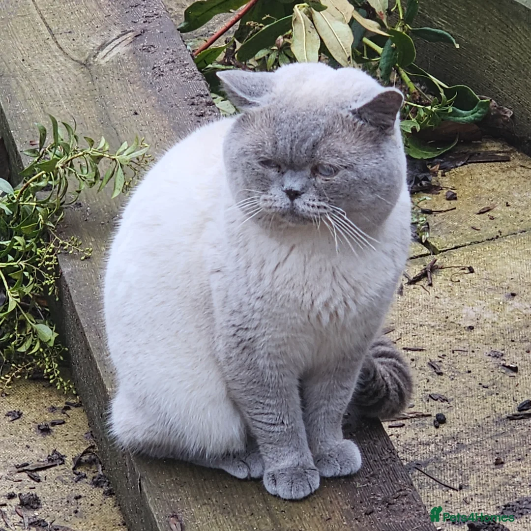British Shorthair cats for sale: Gccf Active male - Advert 1