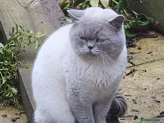 British Shorthair cats Gccf Active male - Advert 1