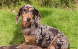 Miniature Dachshund dogs for sale: Beautuful KC DAPPLE ADULT GIRL  - Advert 1