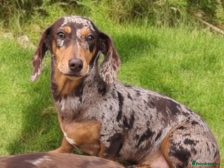 Miniature Dachshund dogs Beautuful KC DAPPLE ADULT GIRL - Advert 2