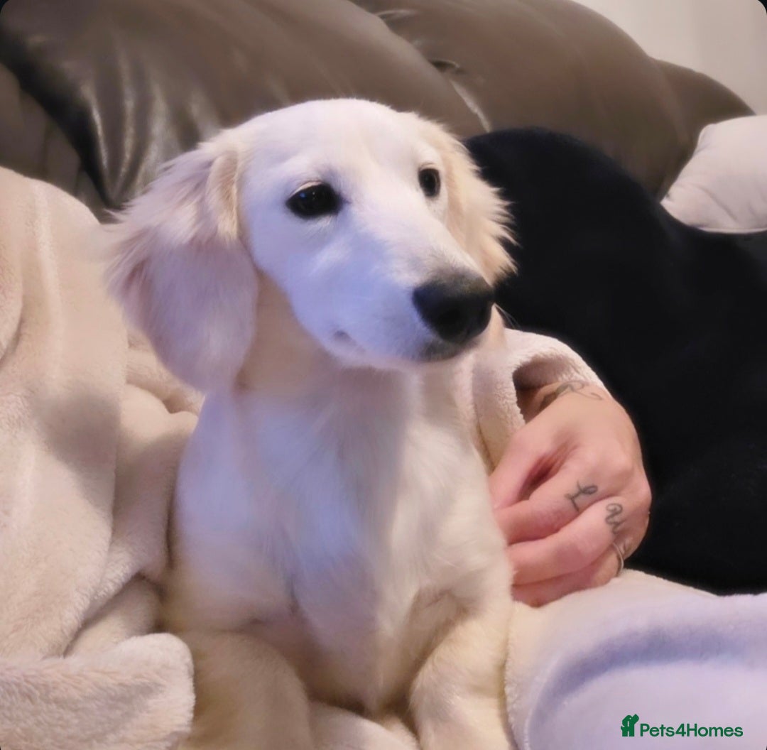 Miniature Dachshund dogs for stud: STUNNING ee/ii DOUBLE INTENSITY CREAM STUD - Advert 7