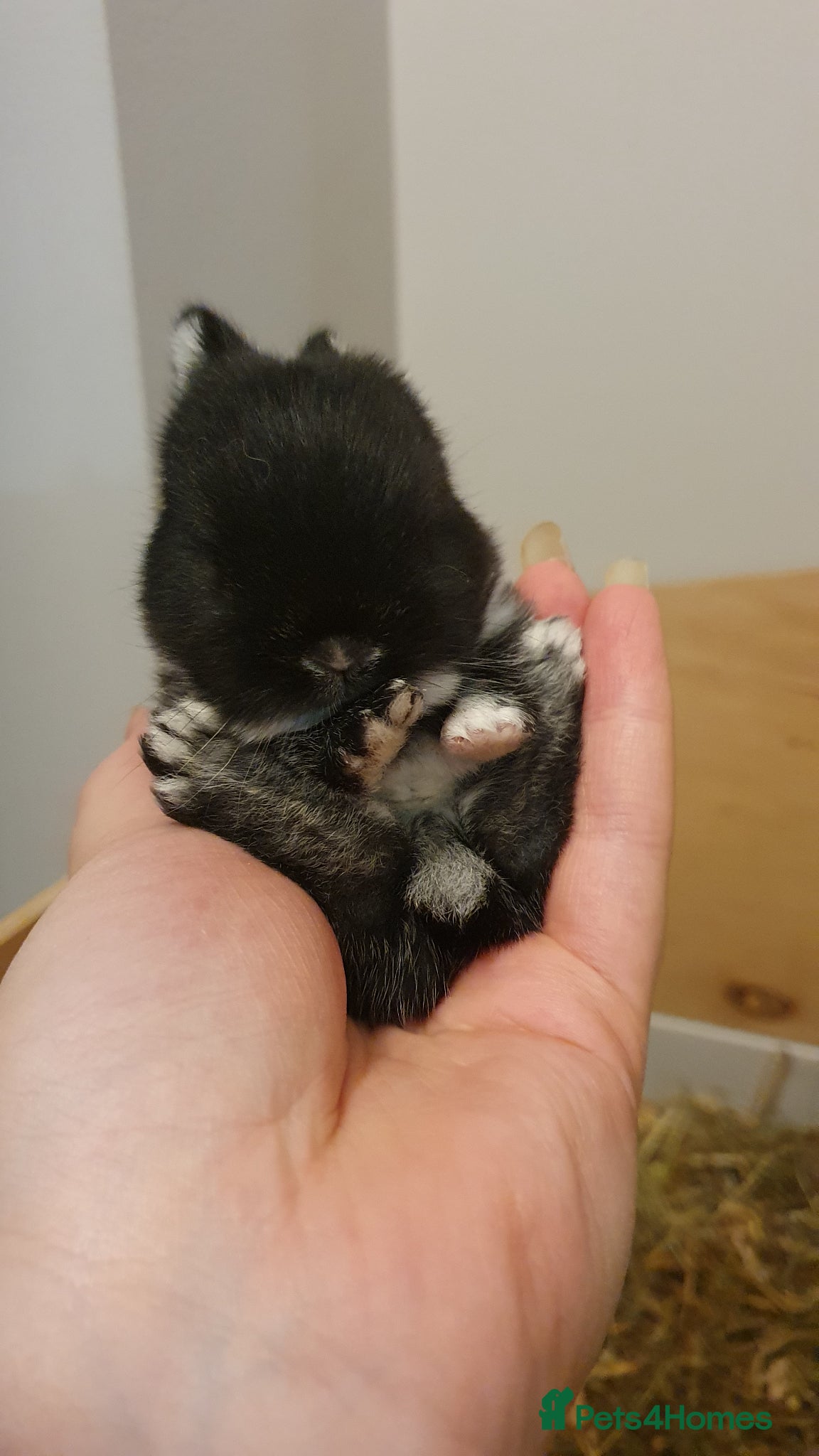 Netherland Dwarf rabbits Purebred Netherland Dwarf Doe - Advert 2