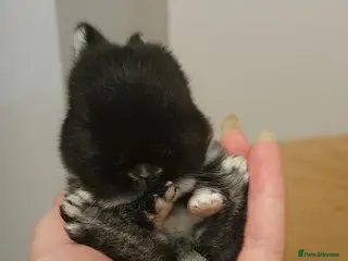 Netherland Dwarf rabbits Purebred Netherland Dwarf Doe - Advert 2