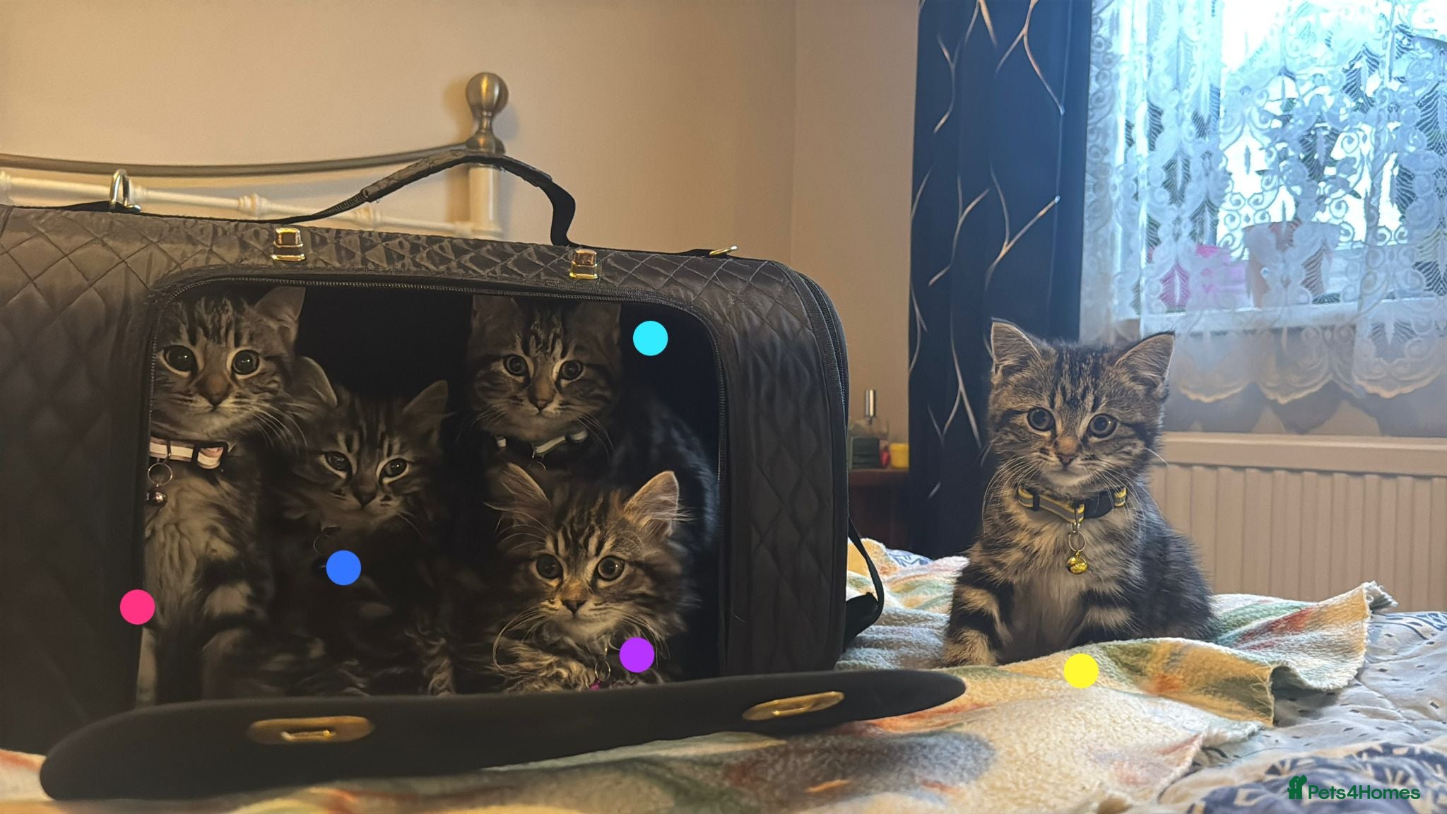 Mixed Breed cats 5 gorgeous fluffy tabby kittens  - Advert 1