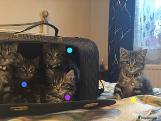 Mixed Breed cats 5 gorgeous fluffy tabby kittens - Advert 1