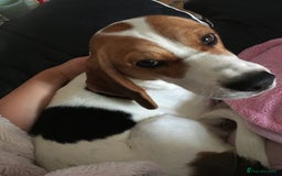 Beagle dogs for sale: Rehoming Roxy - Image 2