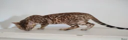 Bengal cats for sale: Bengal kitten - Advert 4