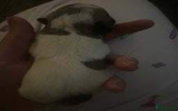 Frug dogs for sale: Frug puppies  - Image 6