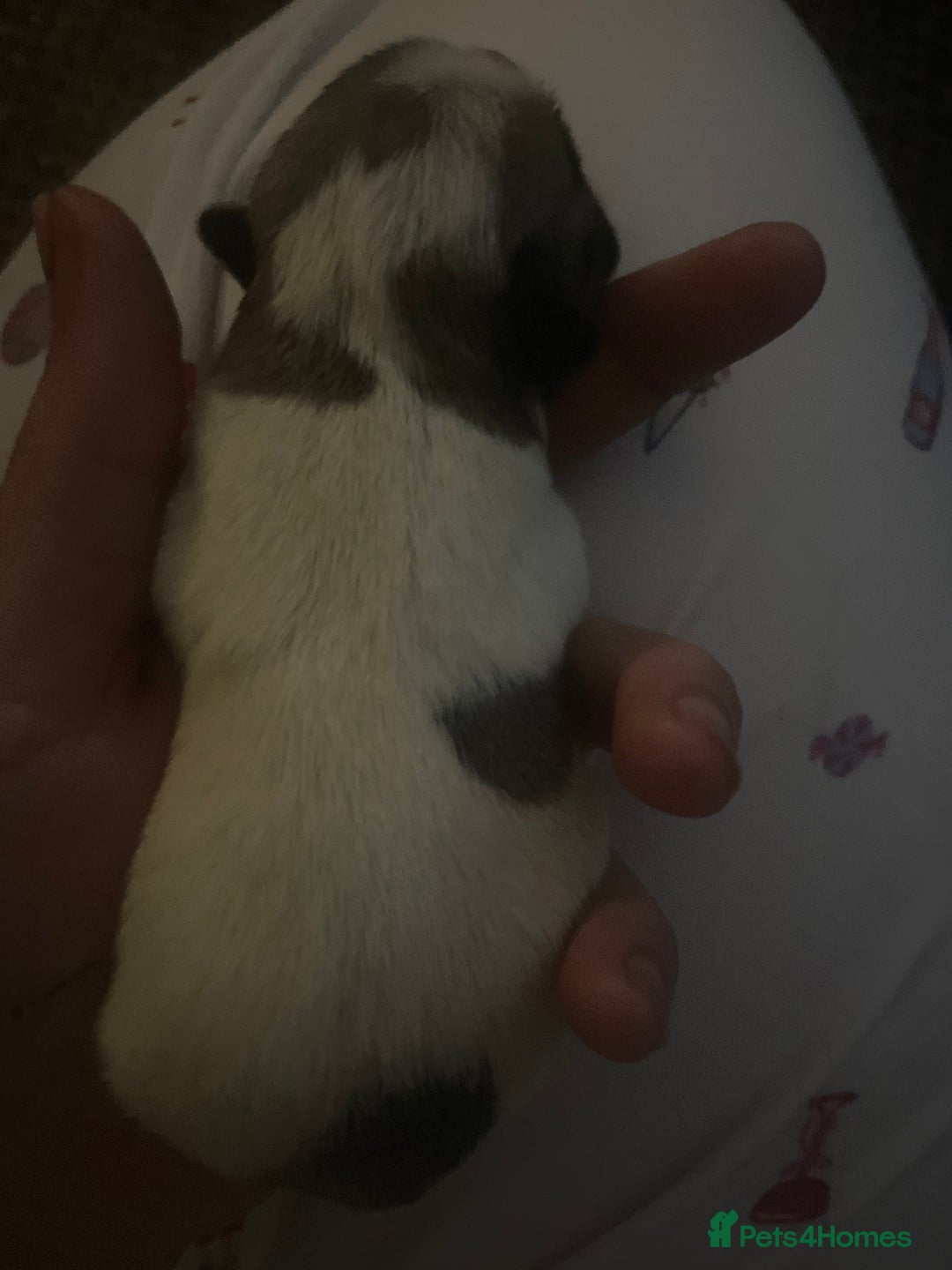 Frug dogs for sale: Frug puppies  - Image 6