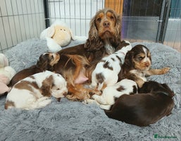 Cocker Spaniel dogs KC Show Cocker Spaniel * 2 LEFT * DNA Simbawood - Advert 16