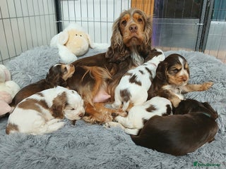 Cocker Spaniel dogs KC Show Cocker Spaniel Pups DNA health Simbawood - Advert 4