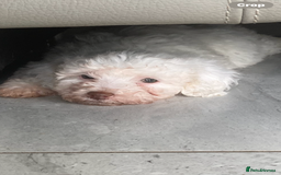 Poodle dogs for sale: Poodle 86% x cavalier DNA tested  - Image 5