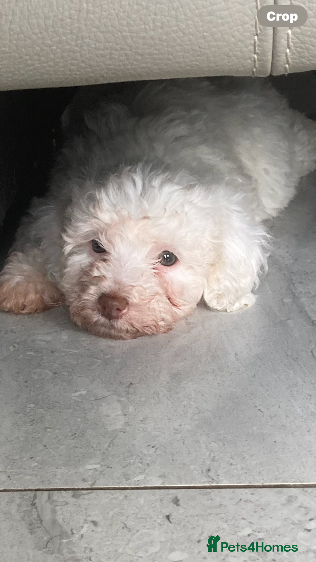 Poodle dogs for sale: Poodle 86% x cavalier DNA tested  - Image 5